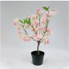WIŚNIA BONSAI W DONICZCE 50CM