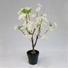 WIŚNIA BONSAI W DONICZCE 60CM