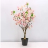 WIŚNIA BONSAI W DONICZCE 70CM