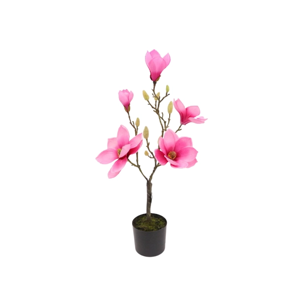 MAGNOLIA BONSAI W DONICZCE 68,6CM