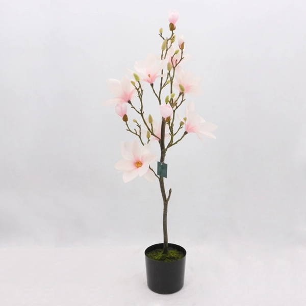 MAGNOLIA BONSAI W DONICZCE 114CM