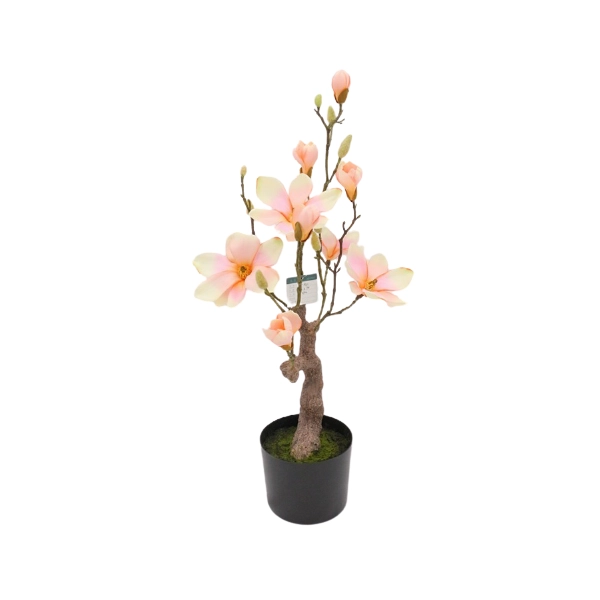 MAGNOLIA BONSAI W DONICZCE 78,7CM