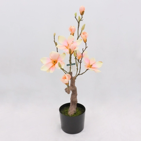 MAGNOLIA BONSAI W DONICZCE 78,7CM