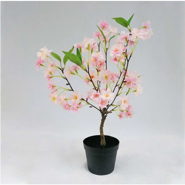WIŚNIA BONSAI W DONICZCE 50CM