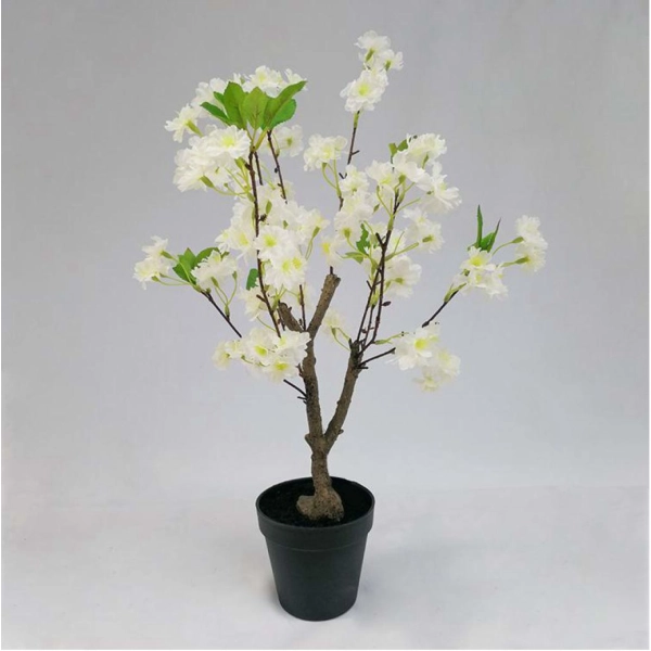 WIŚNIA BONSAI W DONICZCE 60CM