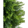CYPRYS W DONICZCE 150CM
