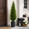 CYPRYS W DONICZCE 150CM