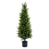 CYPRYS W DONICZCE 150CM