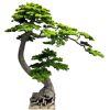 BONSAI  W DONICZCE 200CM