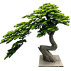 BONSAI  W DONICZCE 150CM