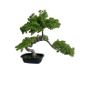 BONSAI  W DONICZCE 55CM