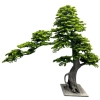 BONSAI W DONICZCE 260CM