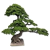 DEKORACYJNE DRZEWO BONSAI 210CM