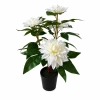 DALIA W DONICZCE 53CM