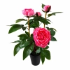 PEONIA W DONICZCE 53CM