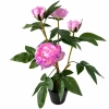 PEONIA W DONICZCE 53CM