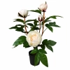 PEONIA W DONICZCE 53CM