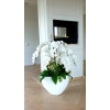 DONICA FIBERGLASS- WHITE 55 CM