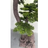 DEKORACYJNE DRZEWO BONSAI 180CM