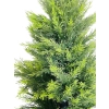 DRZEWO CEDROWE W DONICZCE 90CM