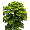 BONSAI W DONICZCE 260CM