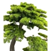 BONSAI W DONICZCE 260CM