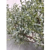 DEKORACYJNE DRZEWO OLIWNE 290CM