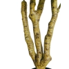 DRZEWO RÓŻANE W DONICZCE 90CM