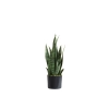 SANSEVIERIA W DONICZCE 55CM