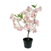 WIŚNIA BONSAI W DONICZCE 50CM