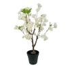 WIŚNIA BONSAI W DONICZCE 60CM