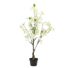 WIŚNIA BONSAI W DONICZCE 80CM