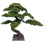 DRZEWA BONSAI DRZEWA BONSAI