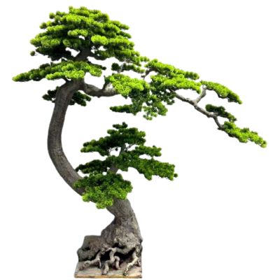 BONSAI  W DONICZCE 200CM