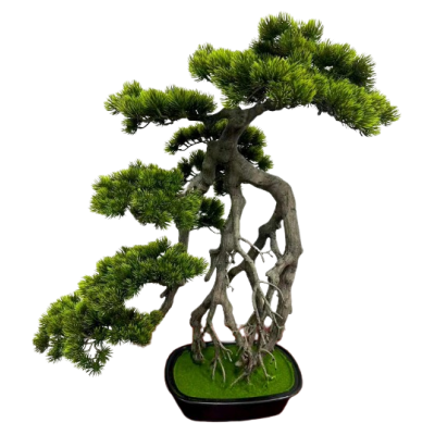 BONSAI  W DONICZCE 74CM