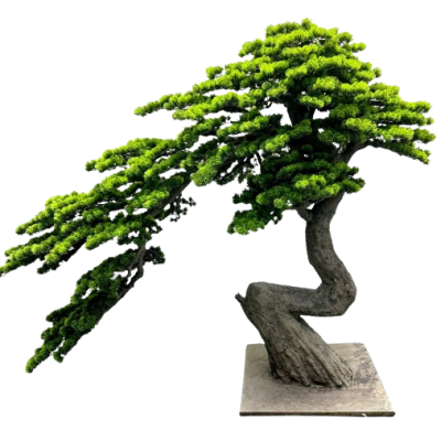 BONSAI  W DONICZCE 150CM