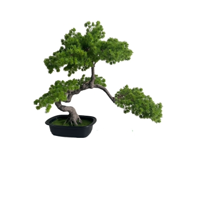 BONSAI  W DONICZCE 55CM