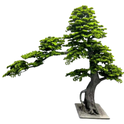 BONSAI  W DONICZCE 260CM