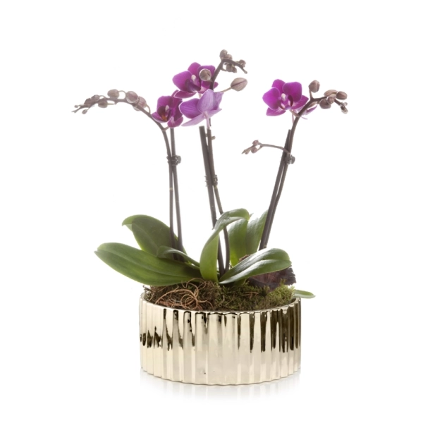 OSŁONKA CERAMICZNA ZŁOTA 26CM