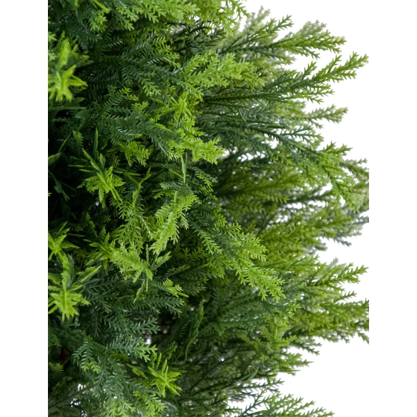 CYPRYS W DONICZCE 150CM