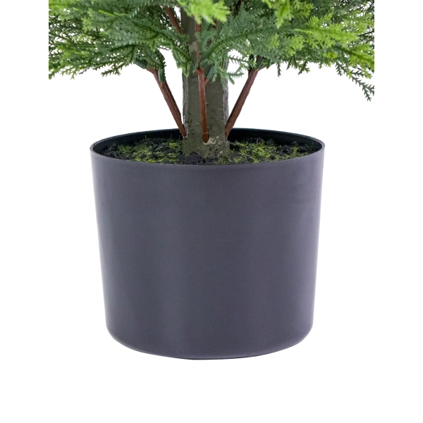 CYPRYS W DONICZCE 150CM