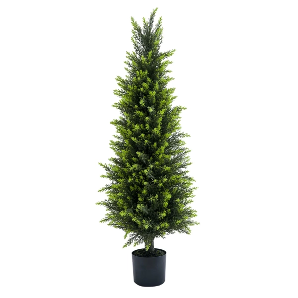 CYPRYS W DONICZCE 150CM