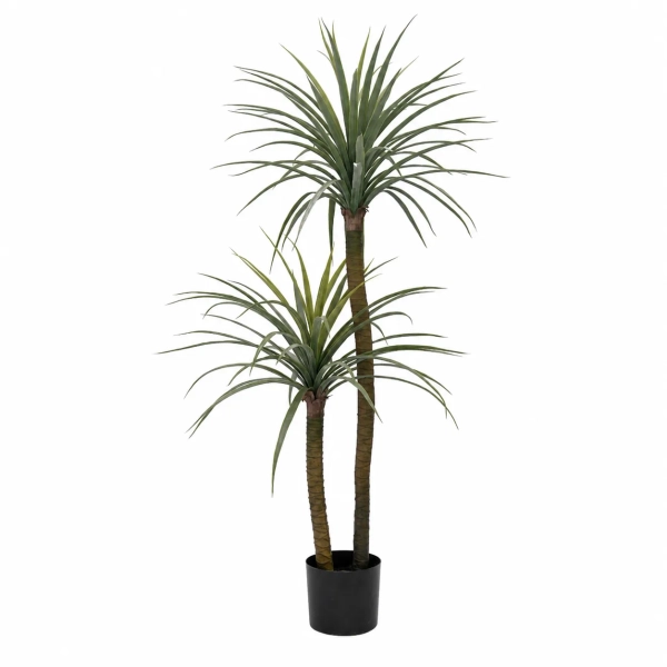 PALMA DRACENA W DONICZCE 150CM