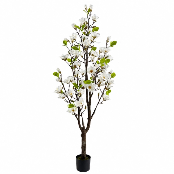 DRZEWKO MAGNOLII W DONICZCE 180CM