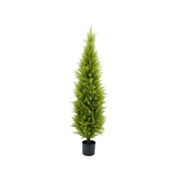 CYPRYS W DONICZCE 150CM