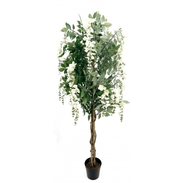 DRZEWKO WISTERIA W DONICZCE 150CM