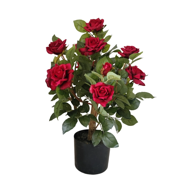 DRZEWKO RÓŻANE W DONICZCE 60CM