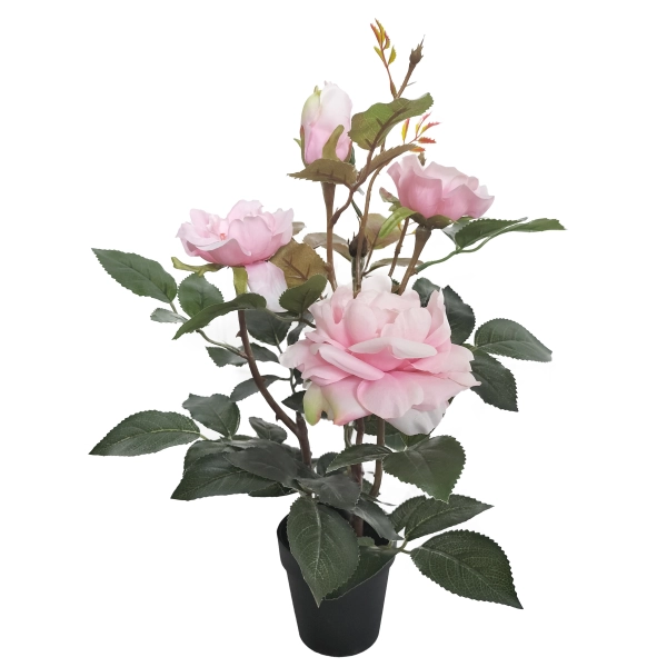 DRZEWKO RÓŻANE W DONICZCE 35CM