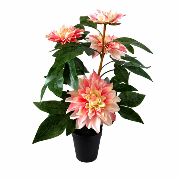DALIA W DONICZCE 53CM