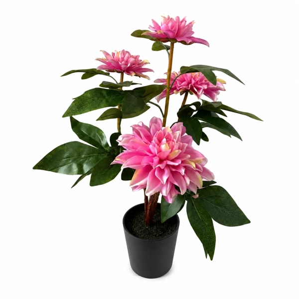 DALIA W DONICZCE 53CM